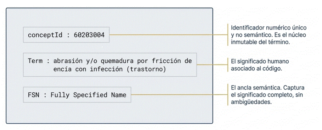 Interior de SNOMED